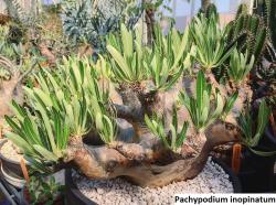 Seme cveća: Pachypodium inopinatum - 5 semenki
